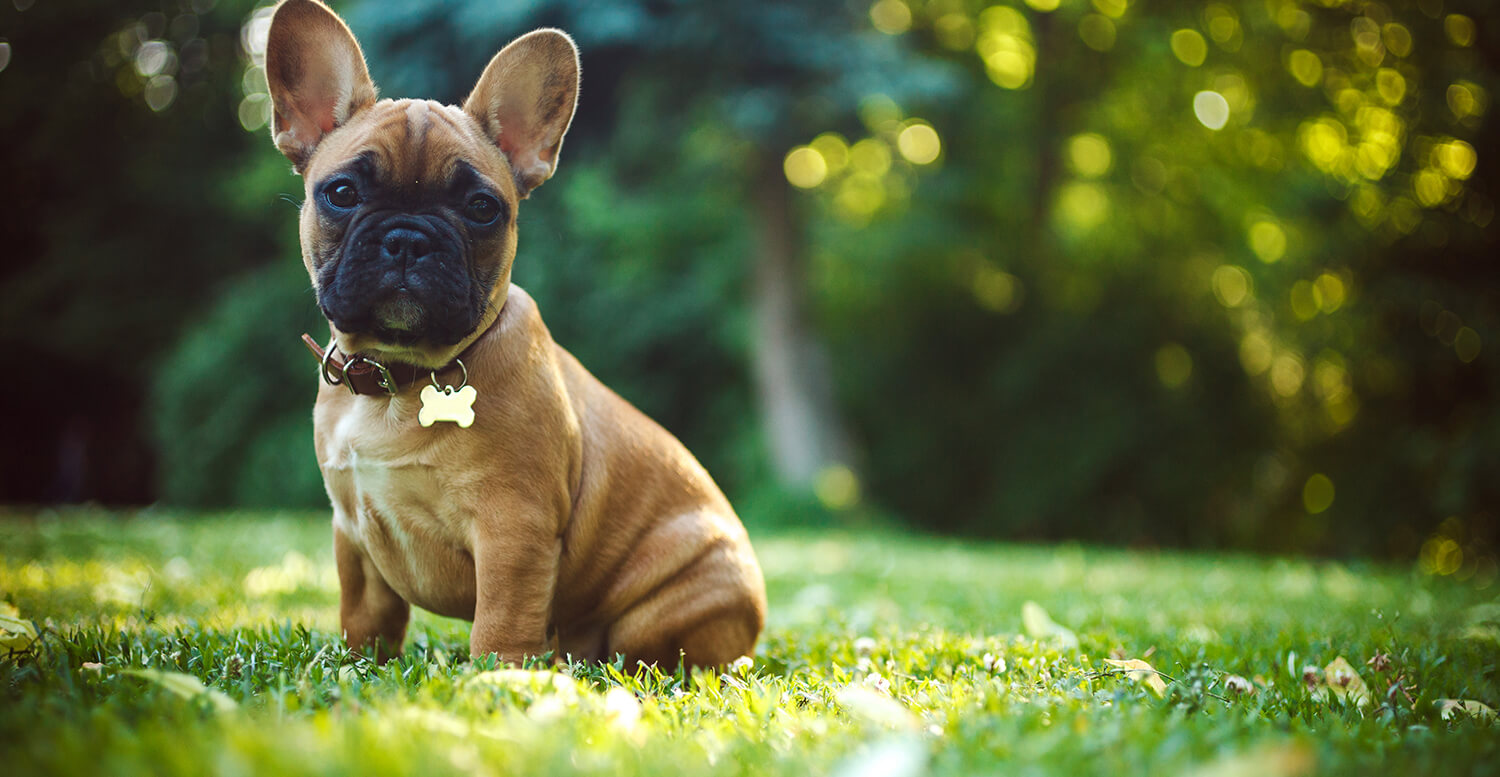 Pets welcome at The Post Oak Hotel