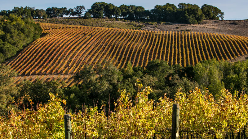 Post Oak Wine Experience